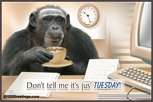 Gorilla Tuesday